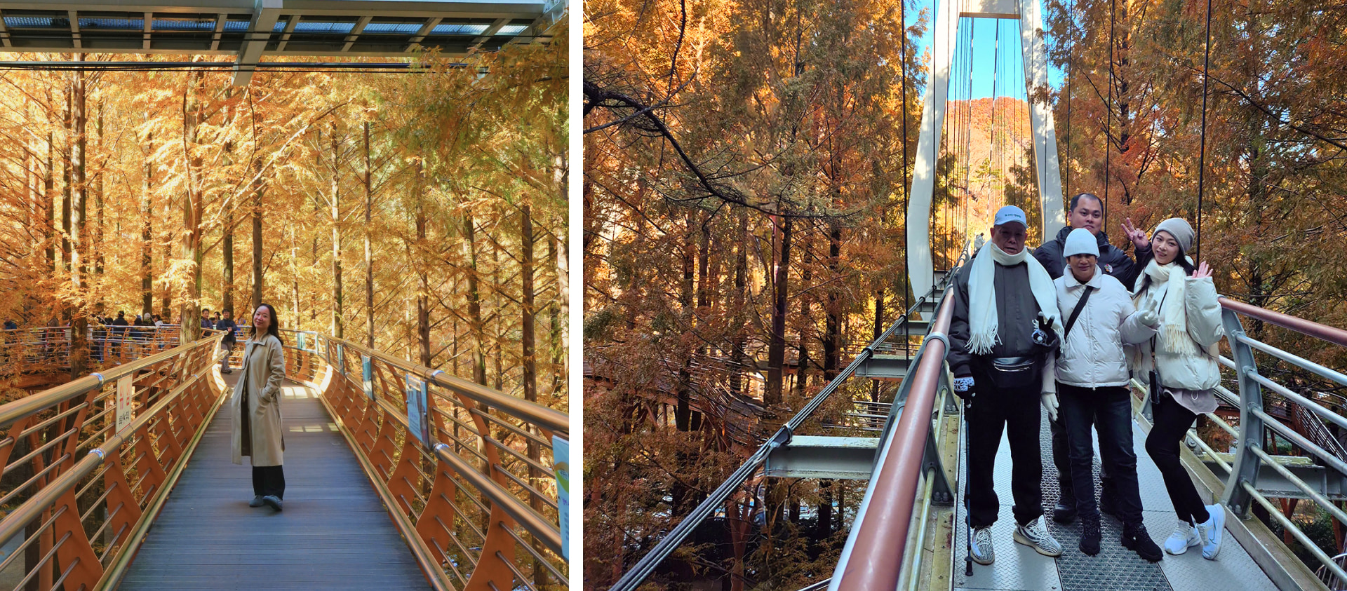 秋天來臨時,森林會變成紅色、橙色和金色。 秋天來臨時,森林會變成紅色、橙色和金色。