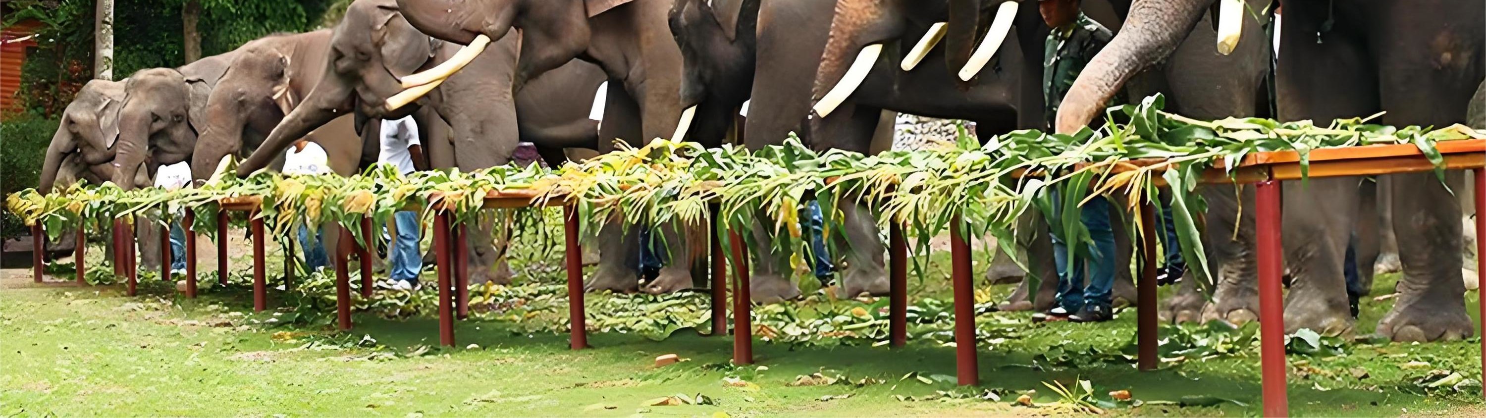 西雙版納 野象穀雨林牧象體驗 私人組團一日遊
