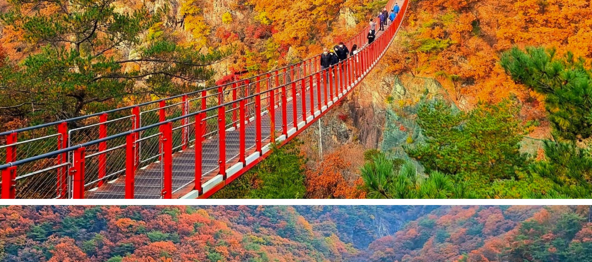 在金黃與火紅交織的美景中,知名的紺岳山吊橋 (Gamaksan Suspension Bridge) 成為攝影愛好者的夢幻天堂。 在金黃與火紅交織的美景中,知名的紺岳山吊橋 (Gamaksan Suspension Bridge) 成為攝影愛好者的夢幻天堂。