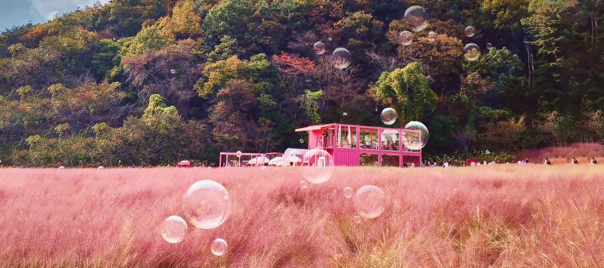 🍂秋天，香草島將紫色換成粉色，粉黛亂子草遍佈田野。漫步在高大、如羽毛般的鮮花中，感覺如夢如幻——就像走進了畫家的畫布。🌾🌷