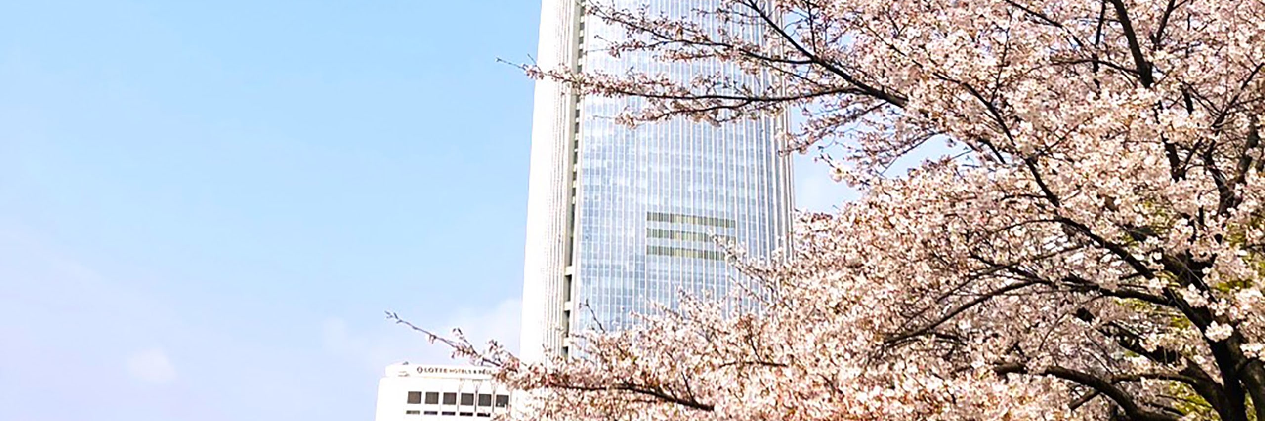 Our itinerary ensures you experience the most enchanting landscapes, creating lasting memories of Korea's stunning springtime beauty.
