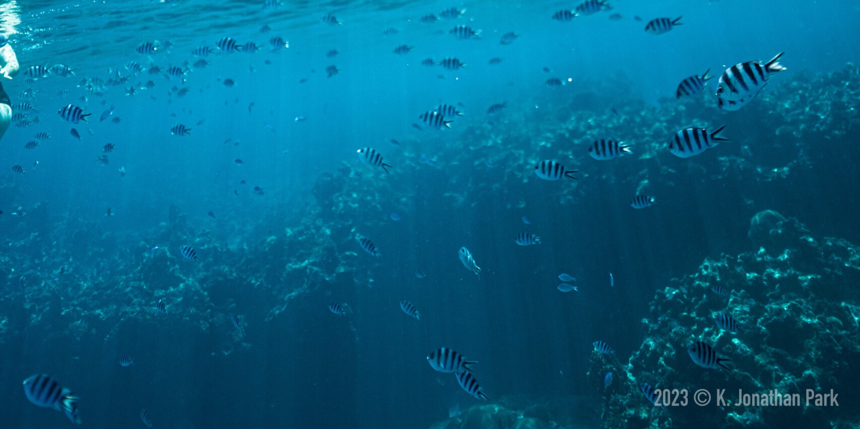 Kuata Island Marine Conservation Experience Full Day Trip