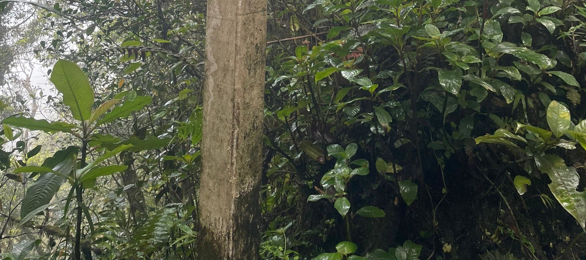 The gateway between Pahang and Perak offers breathtaking views, where lush greenery and rolling hills blend seamlessly, showcasing the natural beauty of Malaysia's highlands.