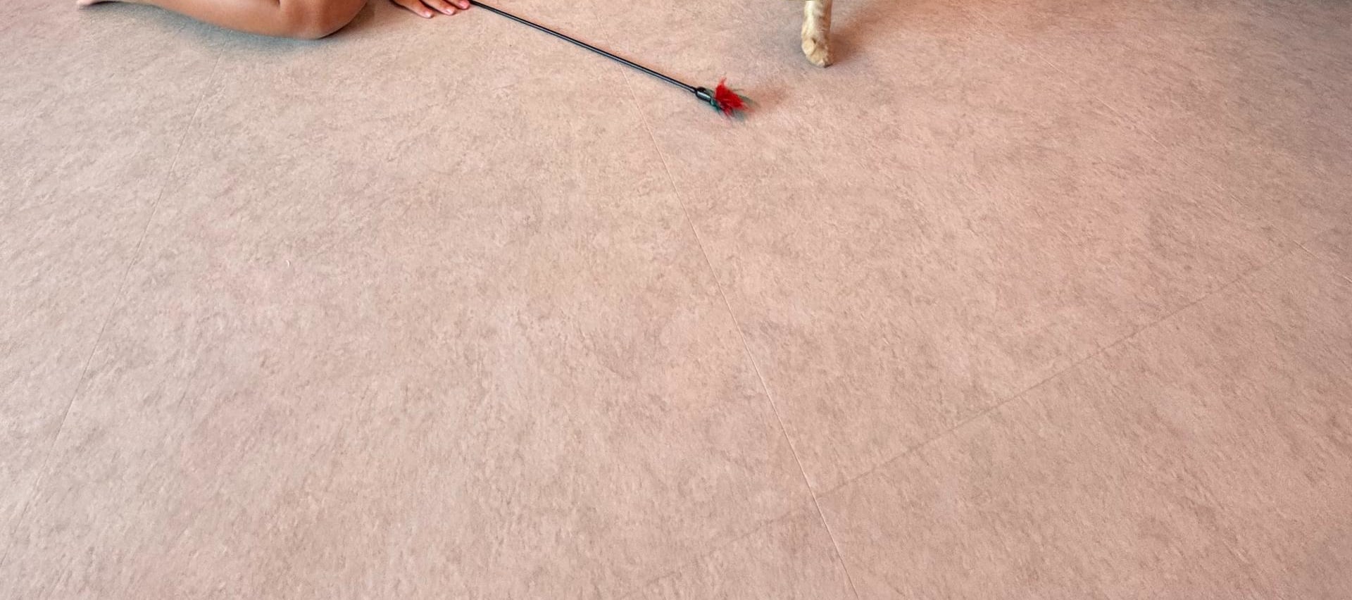 犬山貓咪咖啡館