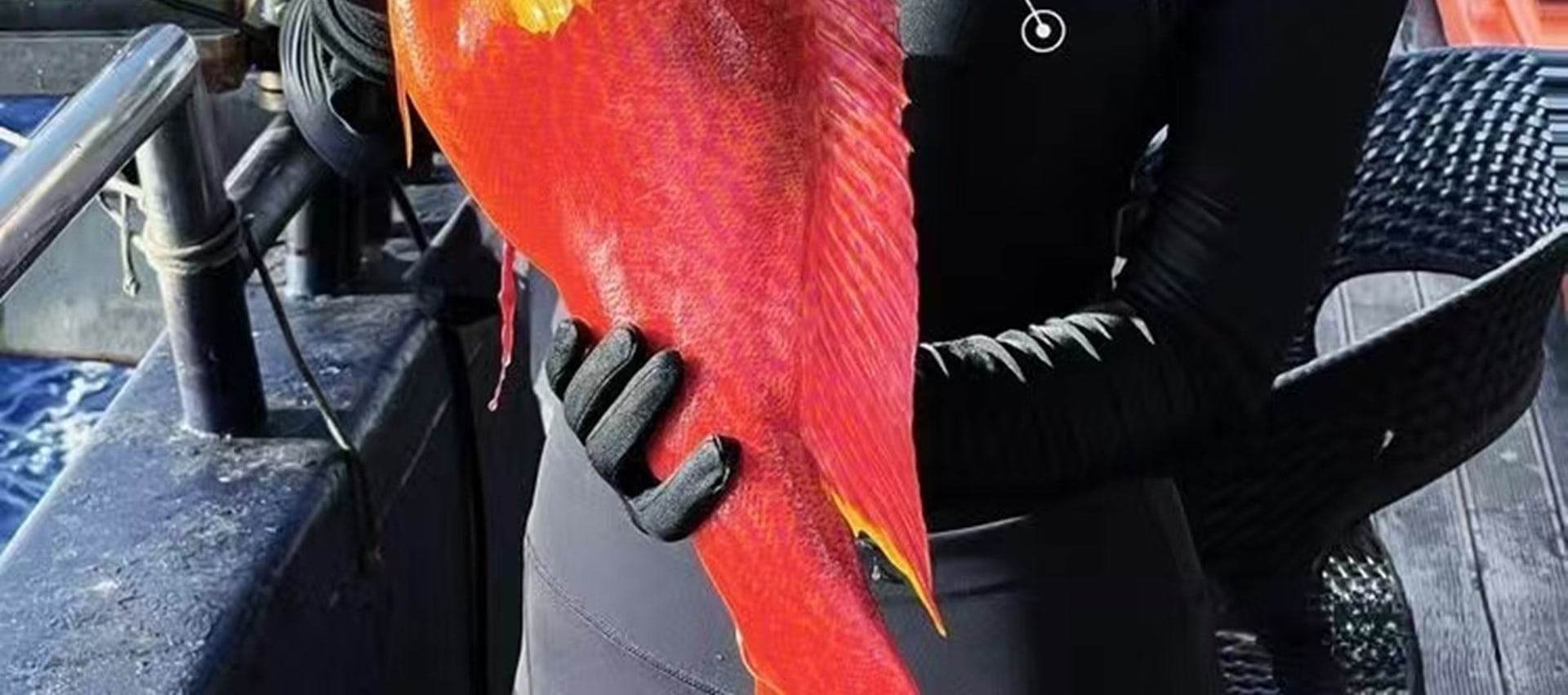 兼顧趣味性與挑戰性,解鎖中大型魚種,體驗 “搏魚” 的酣暢 兼顧趣味性與挑戰性,解鎖中大型魚種,體驗 “搏魚” 的酣暢