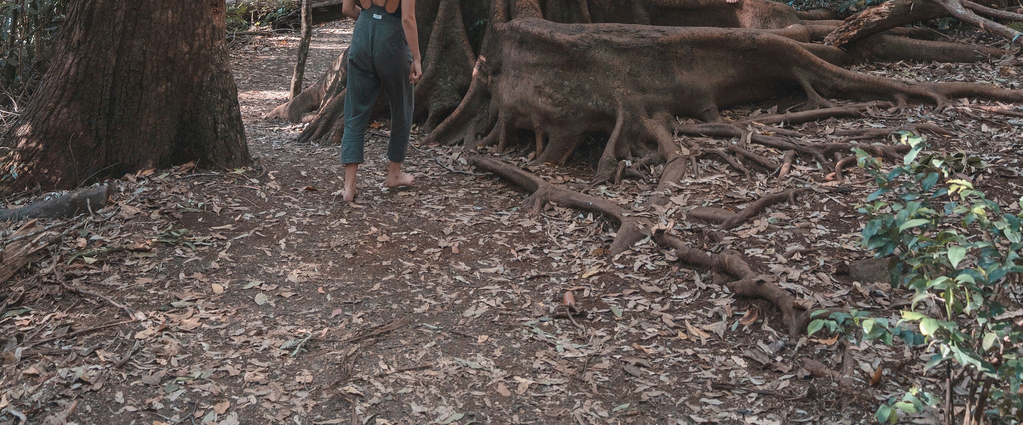 “Enjoy easy rainforest walks with stunning views and local wildlife on Tamborine tour.”