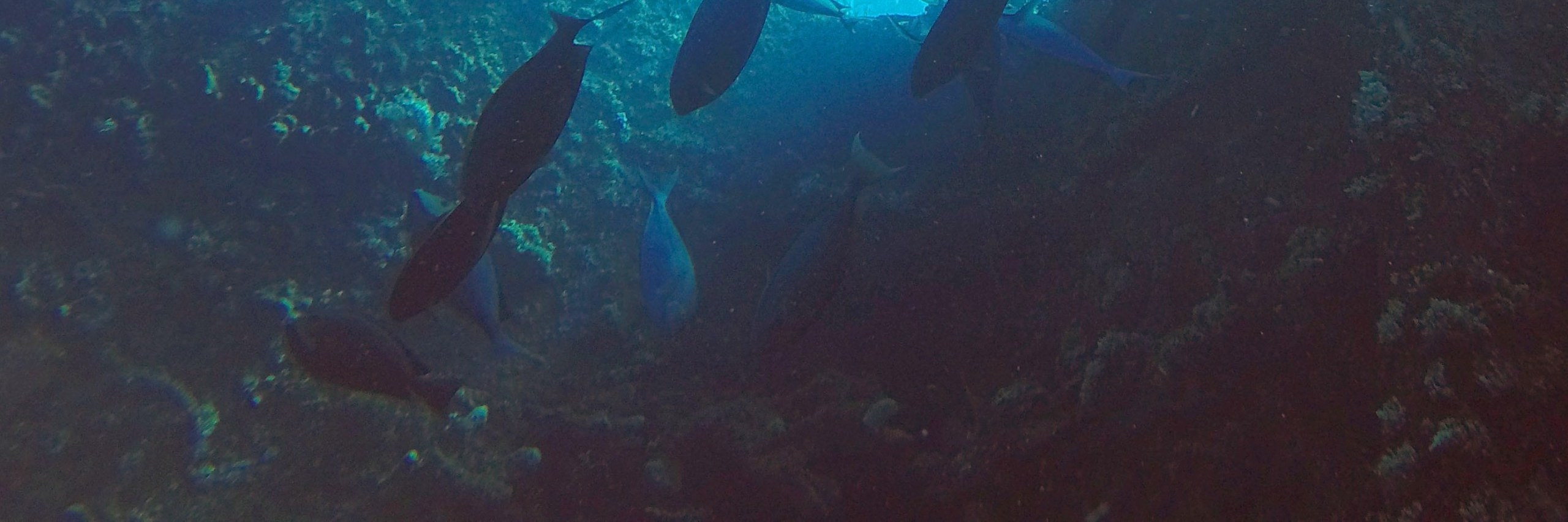 解鎖深度：努沙佩尼達島 PADI 5*中心高級課程