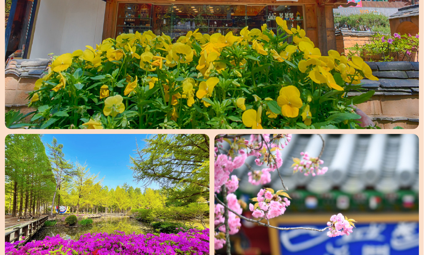 The Stay Healing Park / 草泥馬樂園 / 南怡島 / 鐵道自行車一日遊（首爾出發）