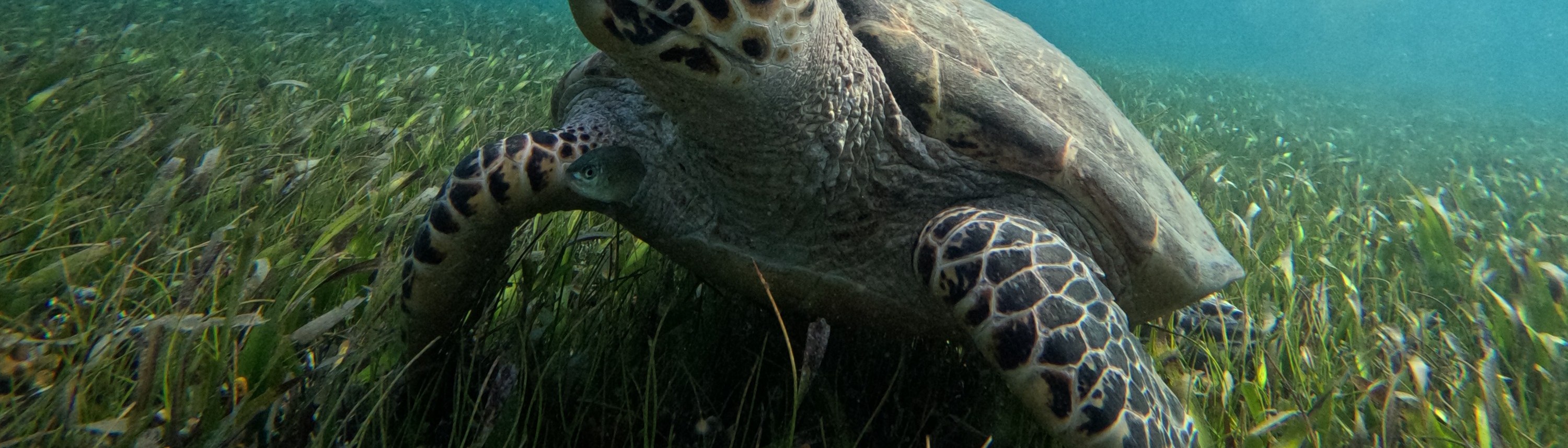 5合1浮潛之旅（探索海龜 / 珊瑚礁 / 水下雕塑博物館 / 沉船）