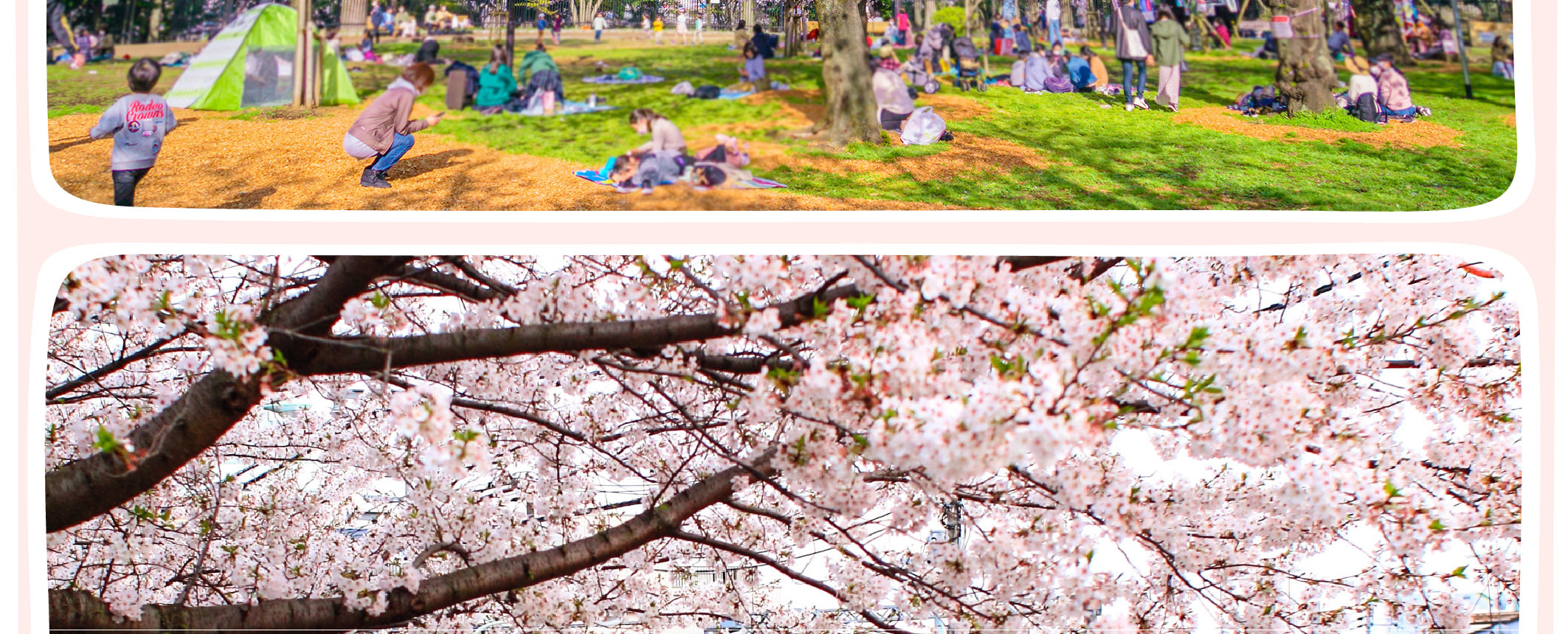 東京櫻花特輯：昭和紀念公園/六義園/飛鳥山