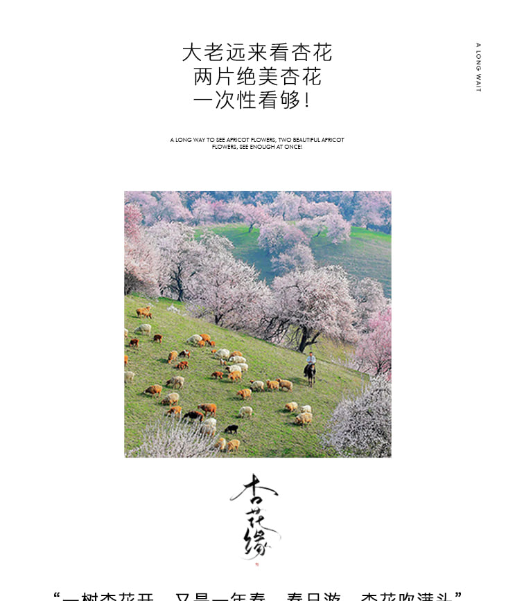 7-Day Xinjiang Yili Blossom Tour: Searching for Apricot Flowers in the Tianshan Mountains (Photography Leader Accompanied Entry to Scenic Area + Off-Road Secret Spots + Daxi Valley Apricot Blossoms + Turgen Apricot Blossoms + Kazakh Afternoon Tea + Sayram