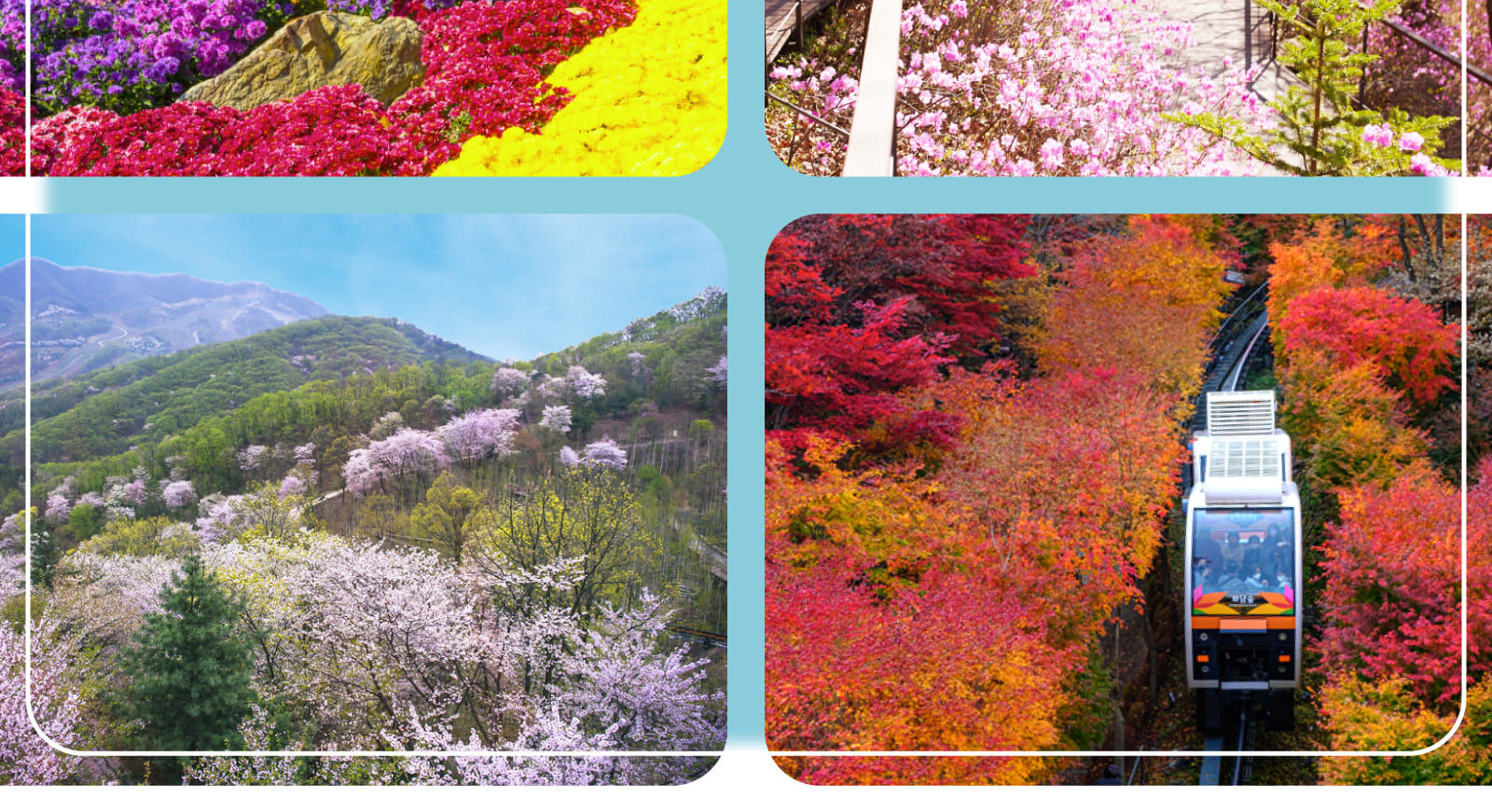 和談林 – 探索韓國最寧靜、最迷人的生態目的地之一。（季節性）