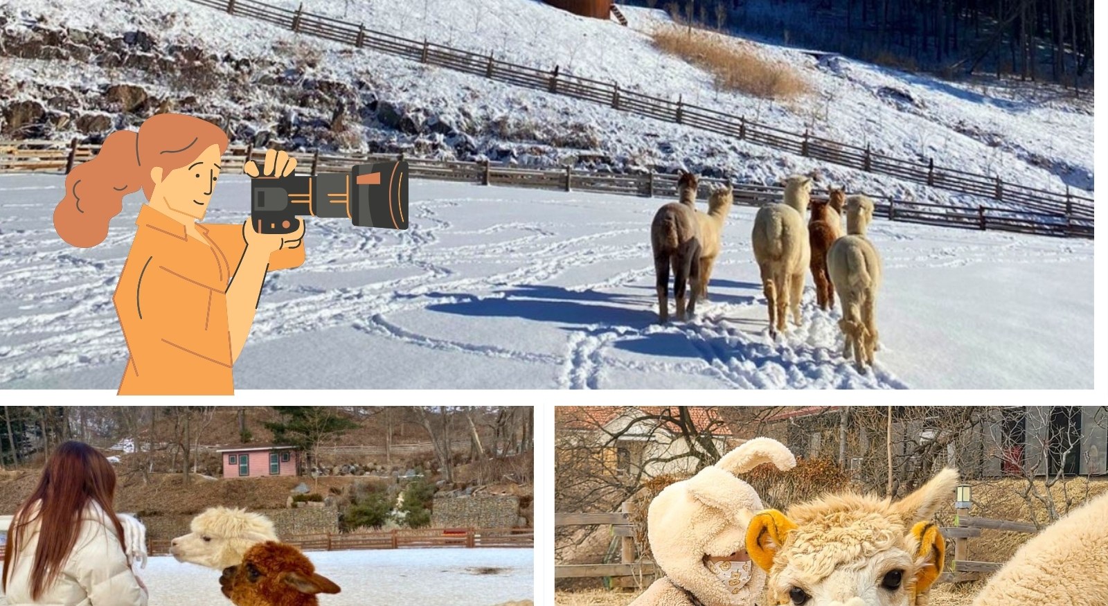 洪川大明維瓦爾第度假村冰雪王國／南怡島／草泥馬樂園／採草莓／五色星光庭園展