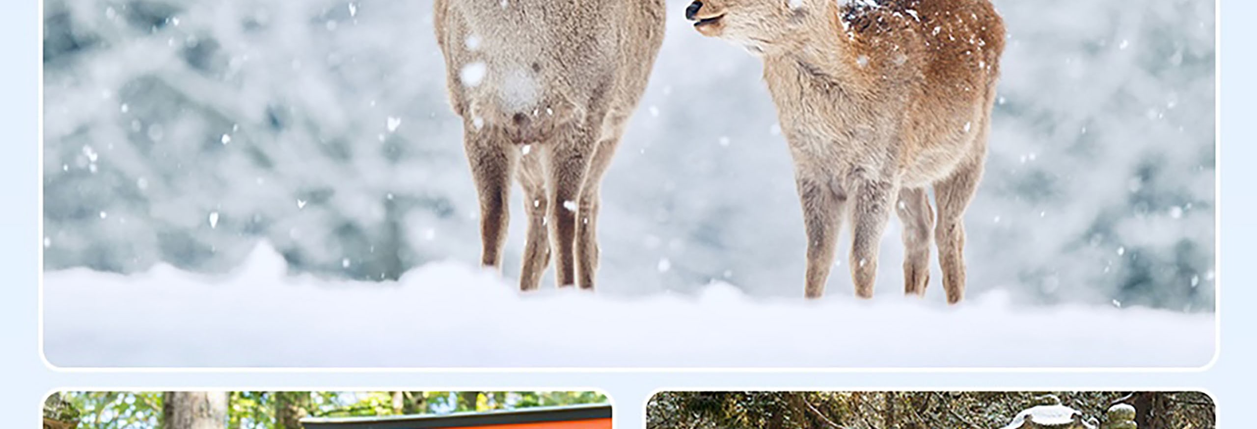 參觀奈良公園，在那裡您可以與自由漫步的鹿互動。