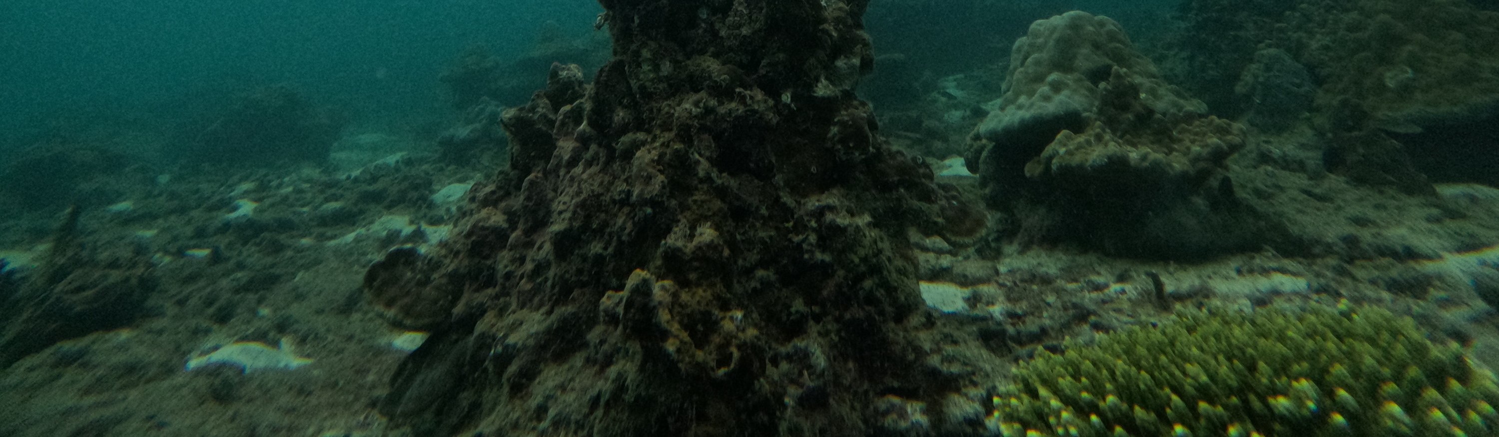 4 島浮潛日落之旅 + 夜晚生物熒光游泳