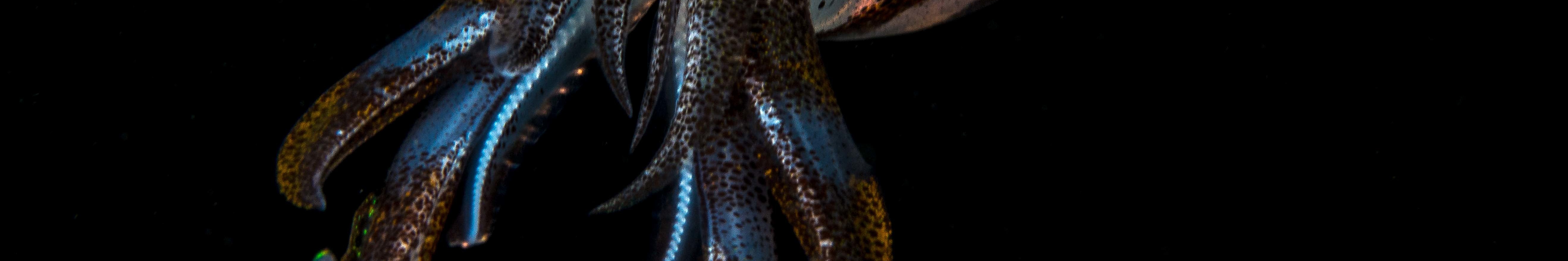 Night Dive in Cauayan