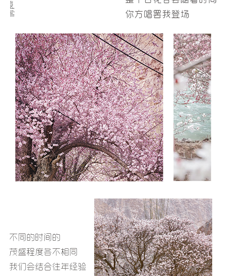 【春季限定】新疆杏會疆南7日（全程攝影旅拍+坦克300+塔爾鄉杏花+盤龍古道+慕士塔格冰川+白沙湖+班迪爾藍湖+木吉火山口+喀什古城）