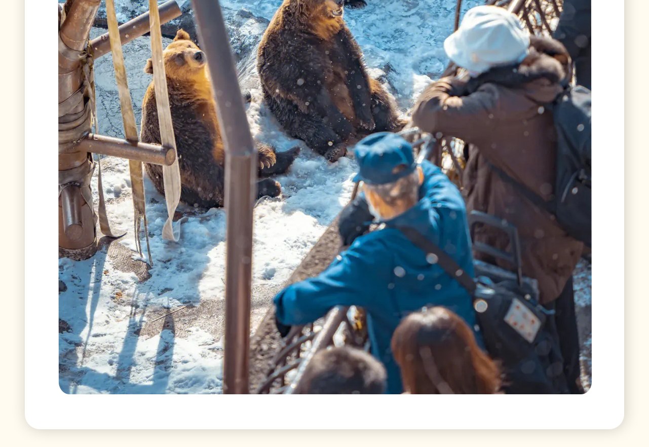 昭和新山和熊牧場，飼養著約100多隻純種的北海道棕熊。棕熊是北海道體型最大的野生哺乳動物，熊牧場裡可以為棕熊餵食。
