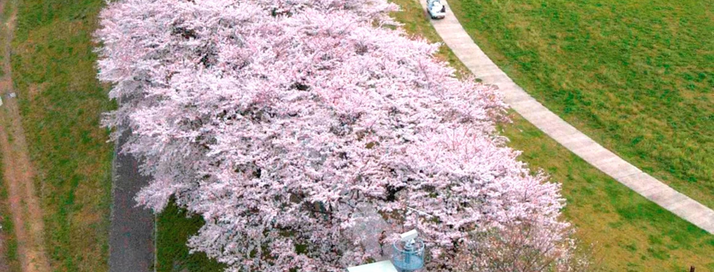 期間限定 淀川背割堤樱花祭  | 漫步1.4km櫻花隧道・宇治・勝尾寺・箕面大瀑布 