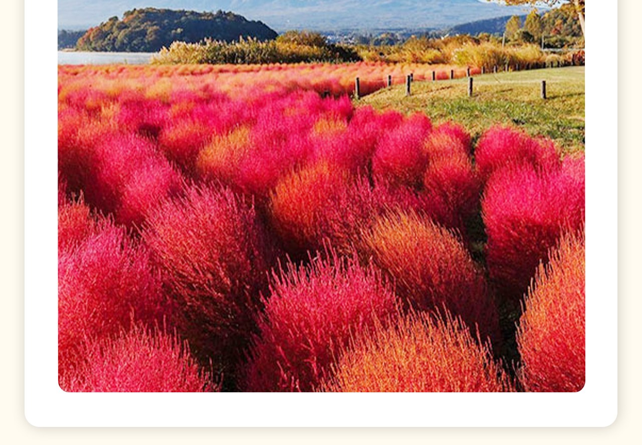 大石公園位於日本富士山腳下的河口湖畔,以其廣闊的薰衣草田和壯麗的富士山景而聞名。公園內紫色的薰衣草花海與富士山的雄姿相映成趣,是攝影愛好者的天堂,享受與大自然親密接觸的樂趣。 大石公園位於日本富士山腳下的河口湖畔,以其廣闊的薰衣草田和壯麗的富士山景而聞名。公園內紫色的薰衣草花海與富士山的雄姿相映成趣,是攝影愛好者的天堂,享受與大自然親密接觸的樂趣。