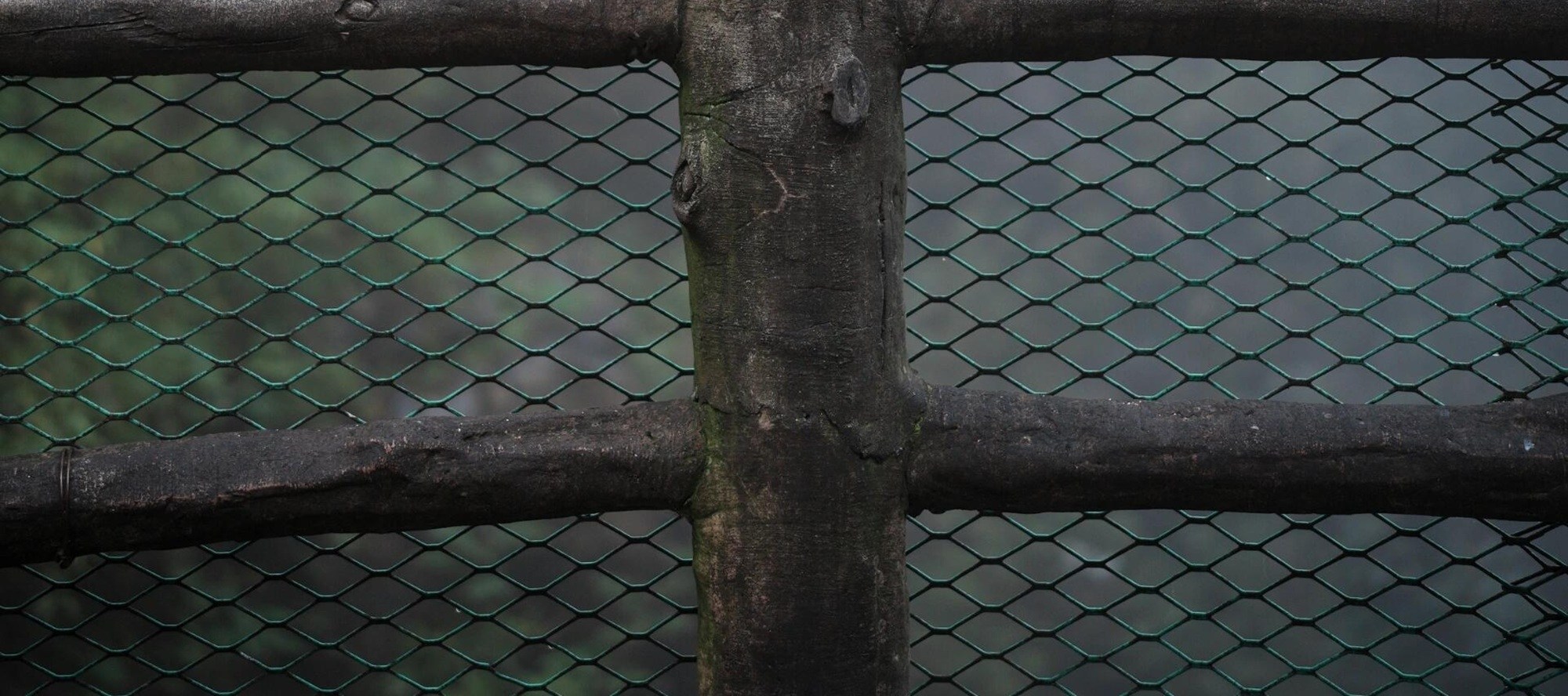 Wander in the secret land of Emei Mountain, meet the playful monkeys, watch them play and have fun, and experience the wonderful joy of harmonious coexistence between man and nature