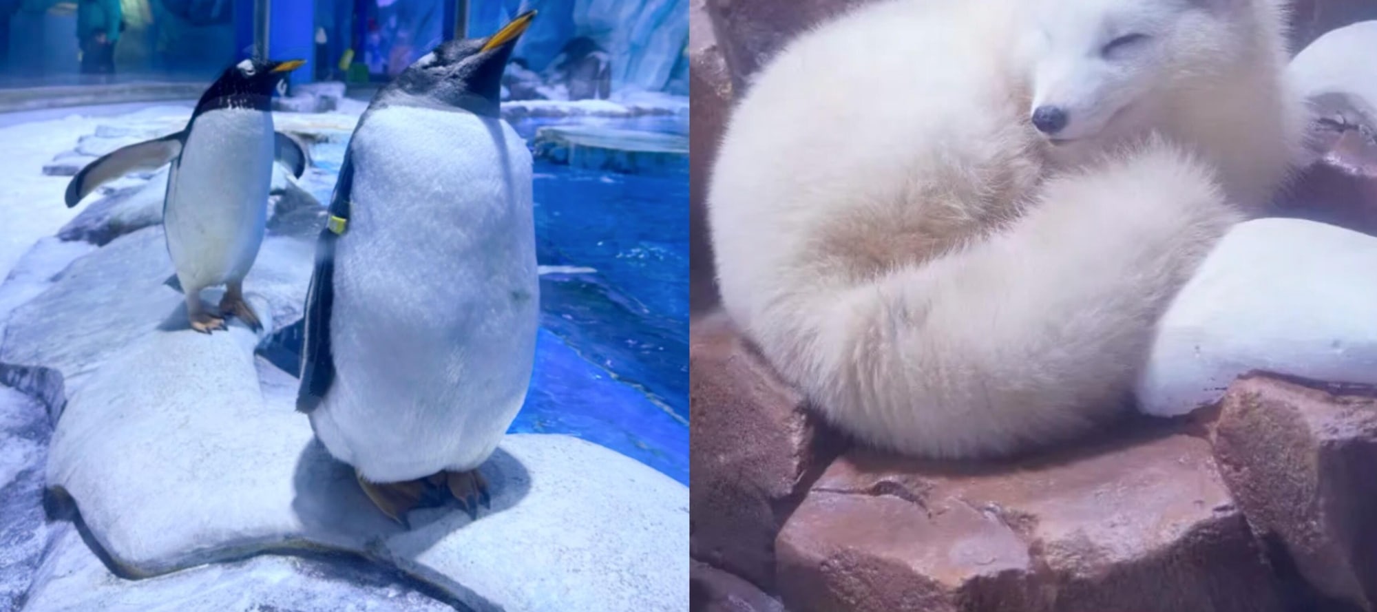 Killer whales leaping, beluga whales interacting, penguins showing their cuteness, white foxes taking a rest, Haichang gathers a variety of marine fun