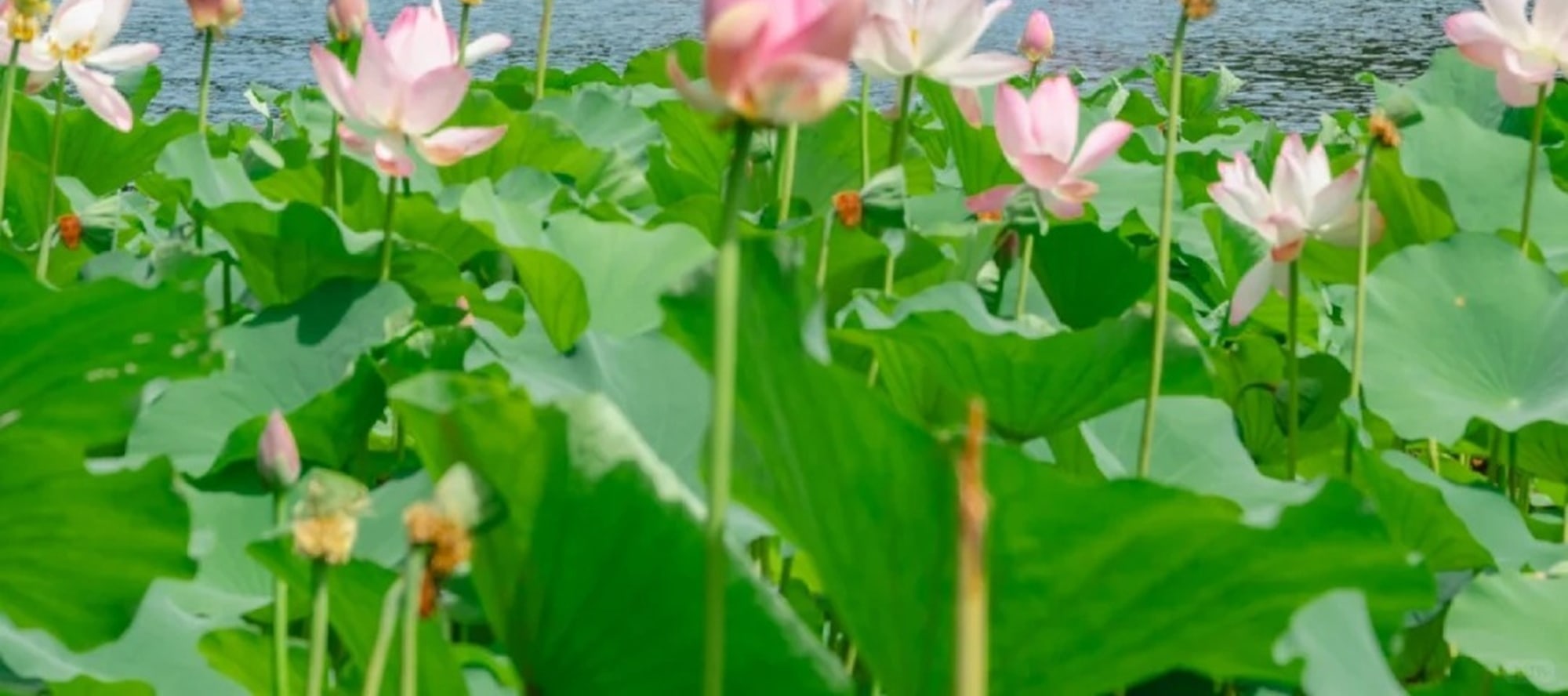 什剎海由湖畔衚衕四合院組成，值得一提的是梅蘭芳先生一生中的最後10年是在什剎海居住度過的，被歐洲列入去亞洲24必去景區之一，被中國南方人譽為“北方水鄉”之稱