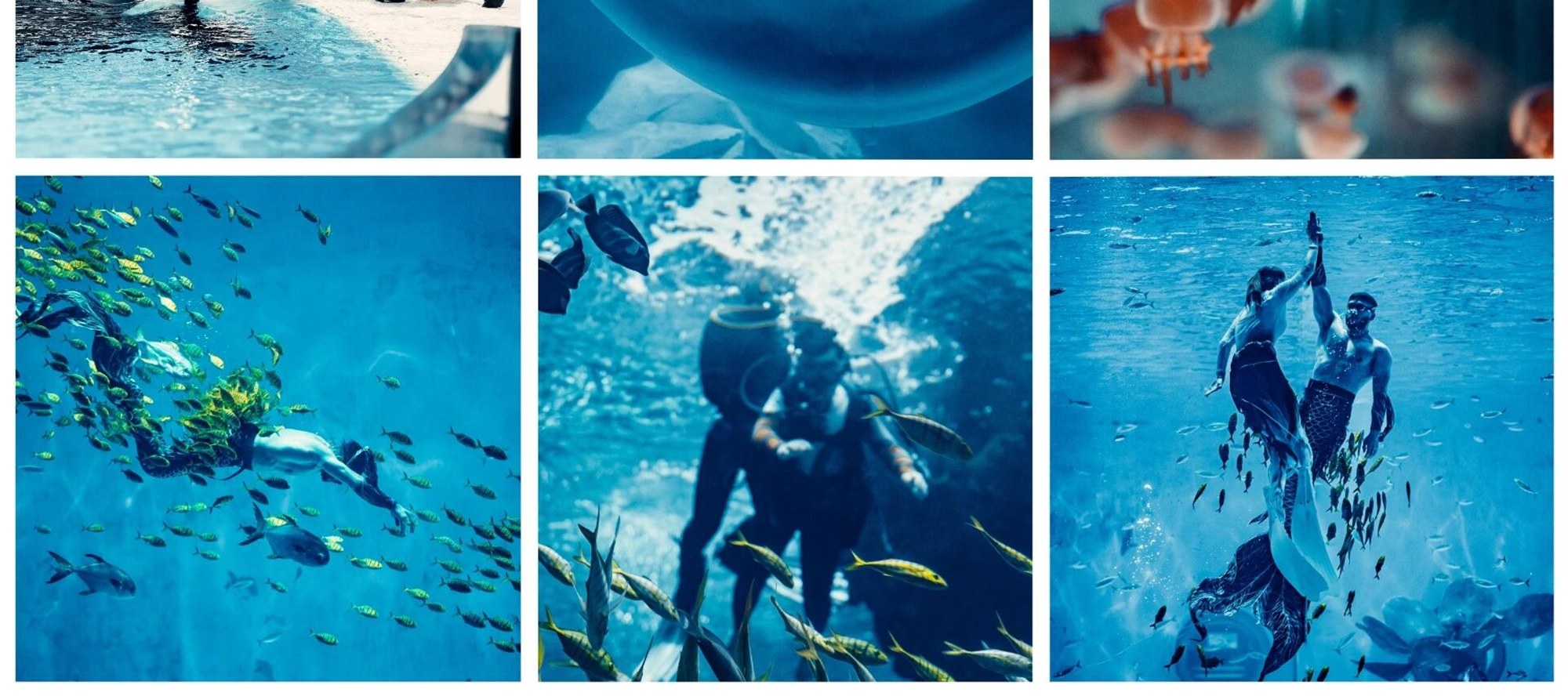 Beluga whales swimming, schools of fish swimming, killer whales interacting... Haichang uses its camera to capture the dreamy moments of the ocean. Come and see