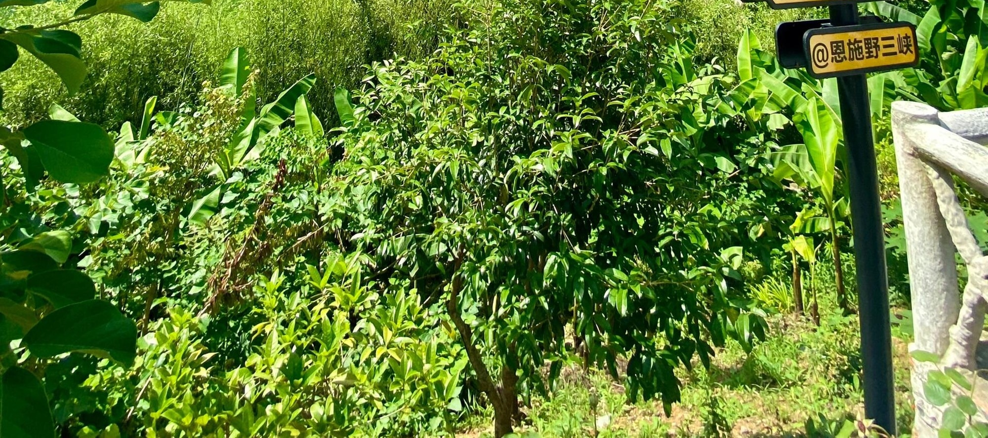 318 國道旁，青山巍峨入雲。“此生必駕” 標識醒目，邂逅清江大峽谷蝶巖的壯美風光