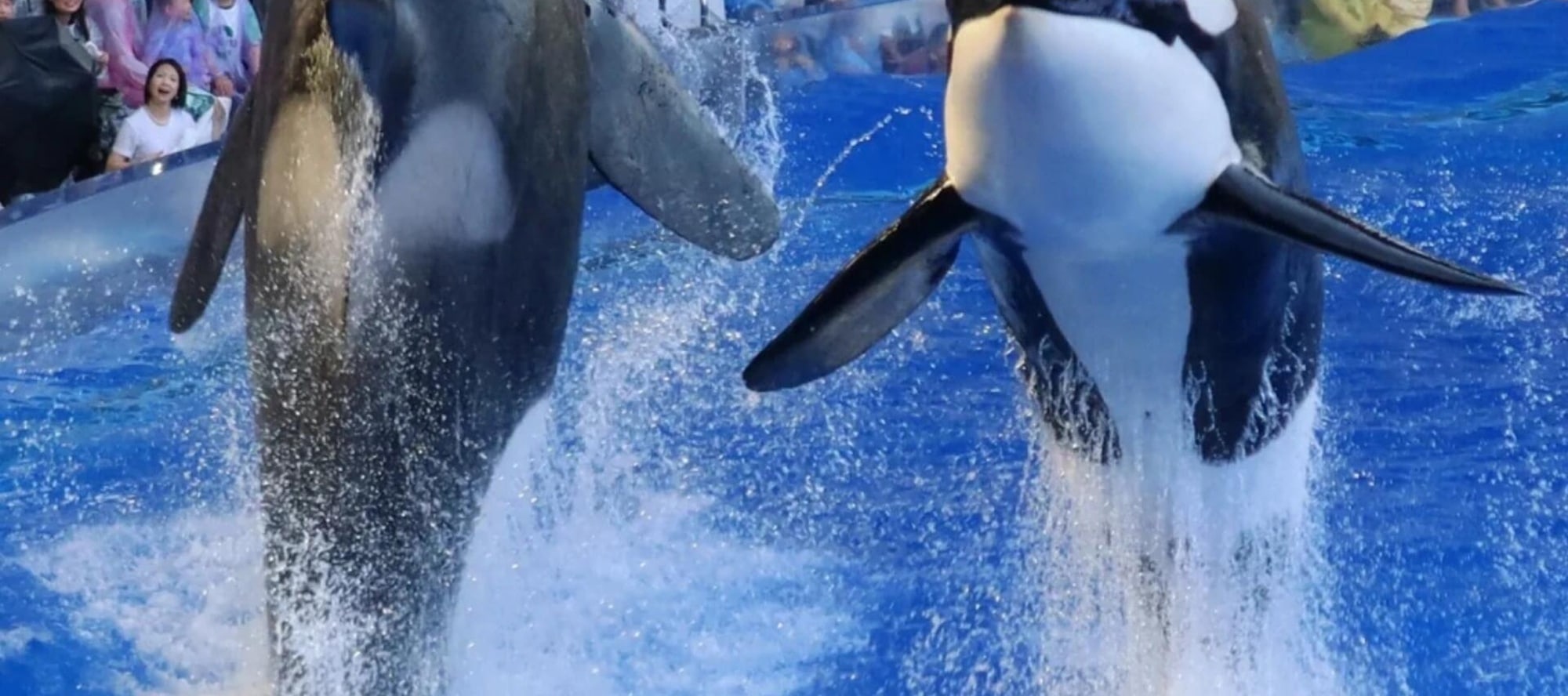 The gate of Shanghai Haichang Ocean Park is open, with killer whales accompanying you, wonderful performances and fun park tours waiting for you