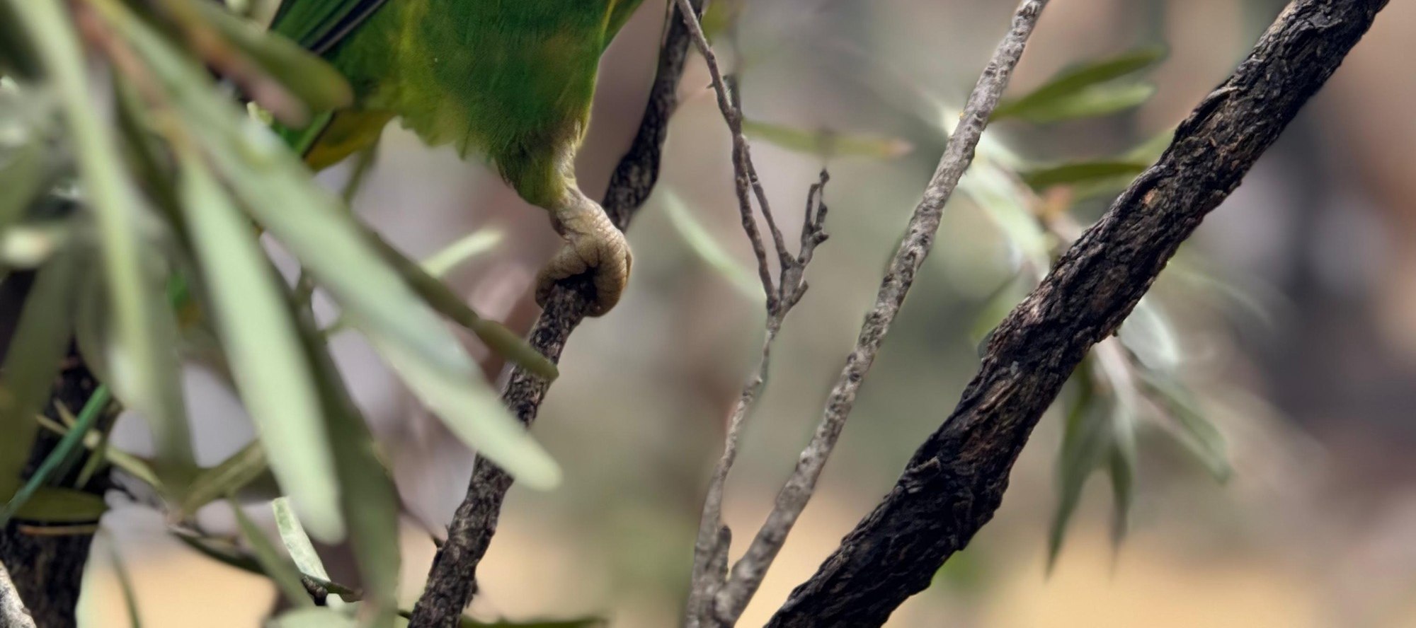 Australian Wildlife, Blue Mountains & Scenic World Private Tour