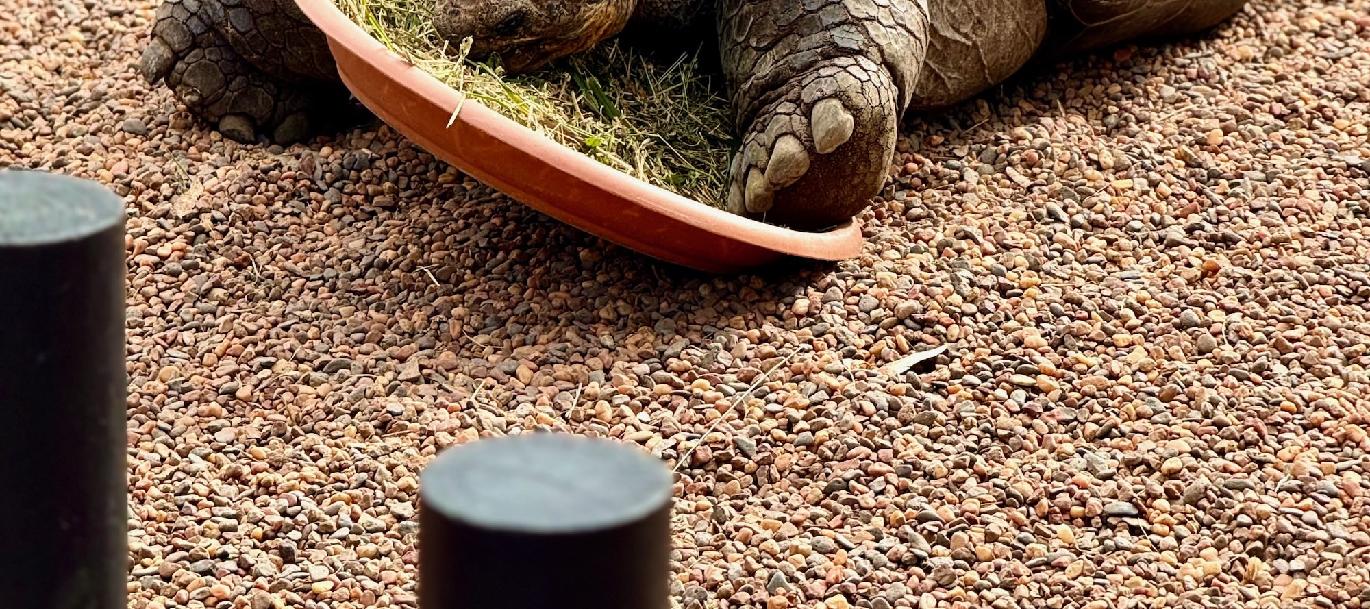 Galapagos Tortoise
