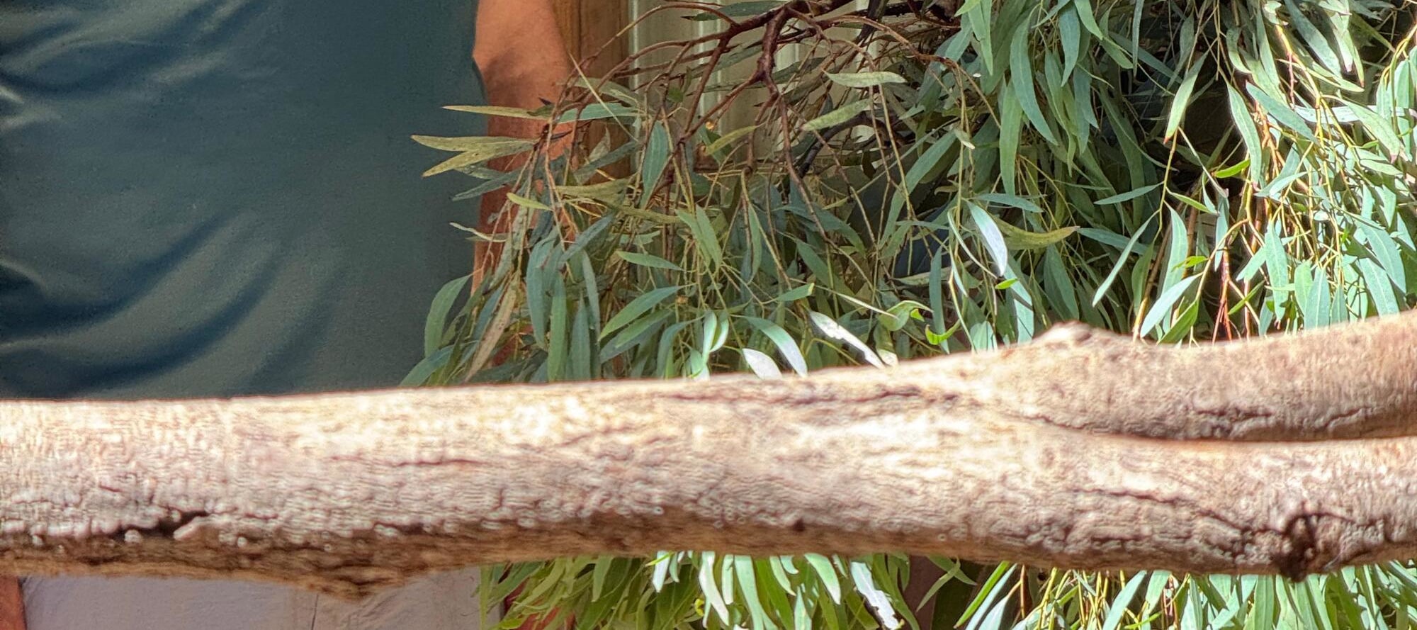 Australian Wildlife, Blue Mountains & Scenic World Private Tour