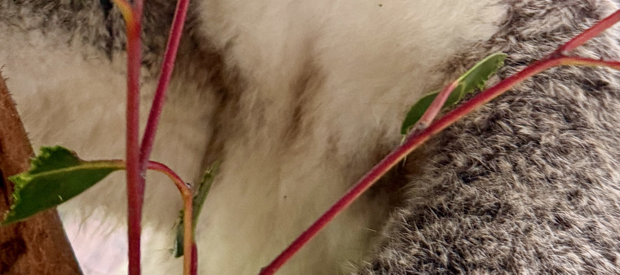 Koalas up close