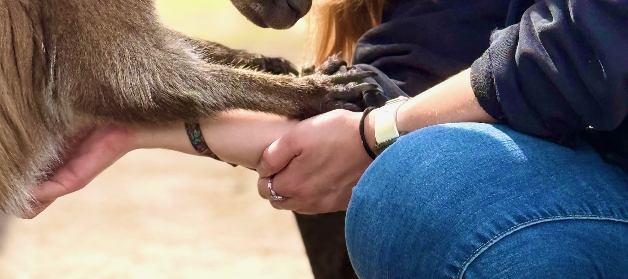 Meet friendly kangaroos