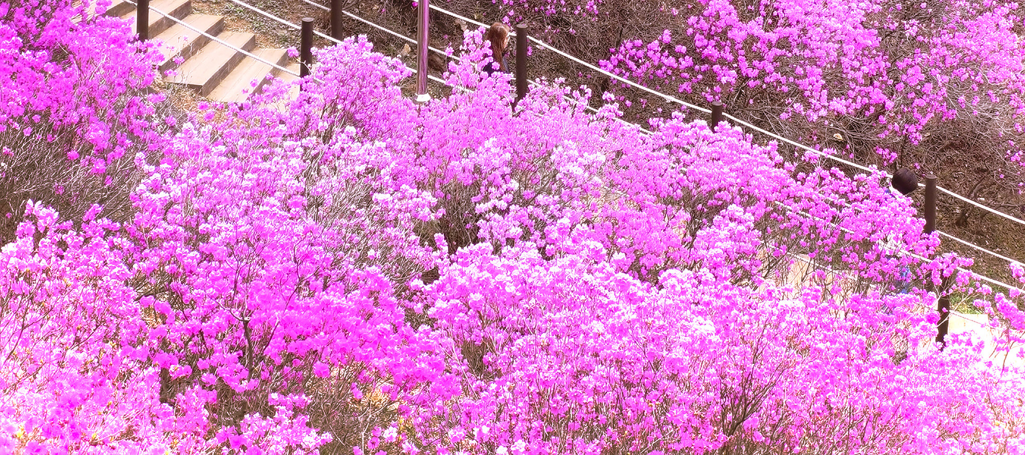 🩷🌺 遠美杜鵑花山是著名的春季旅遊勝地,深受當地人喜愛。 🩷🌺 遠美杜鵑花山是著名的春季旅遊勝地,深受當地人喜愛。