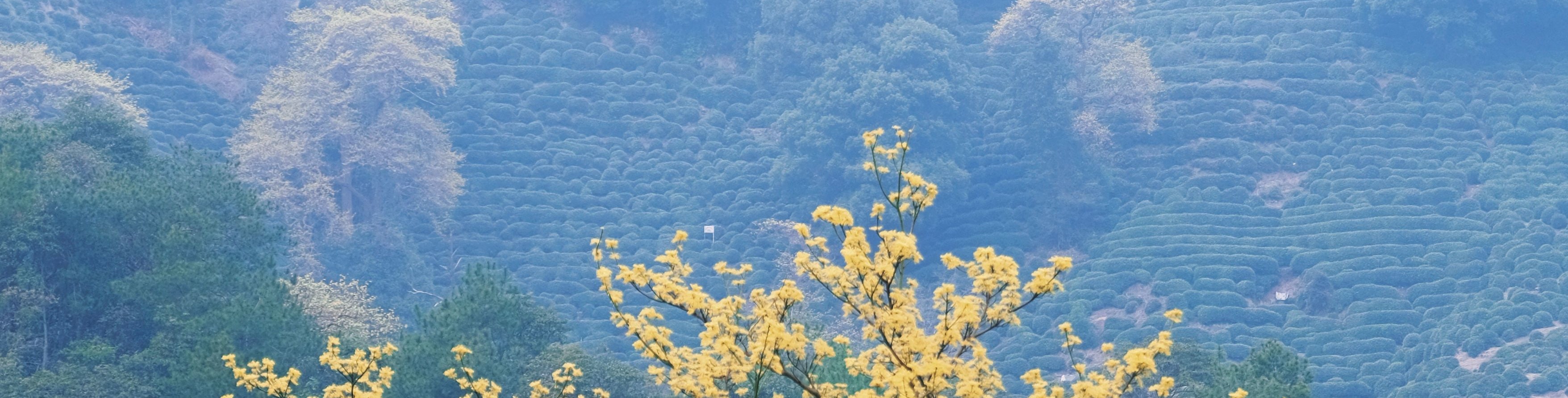 龍井村景色