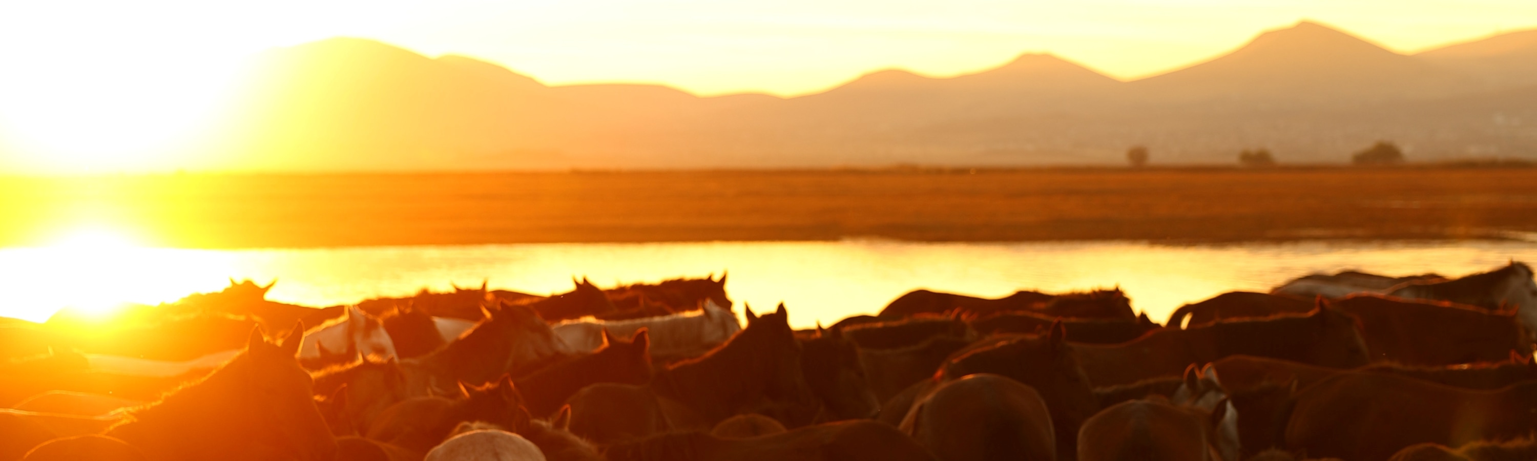 Private Photoshoot With Wild Horses in Cappadocia - Thumbnail 10