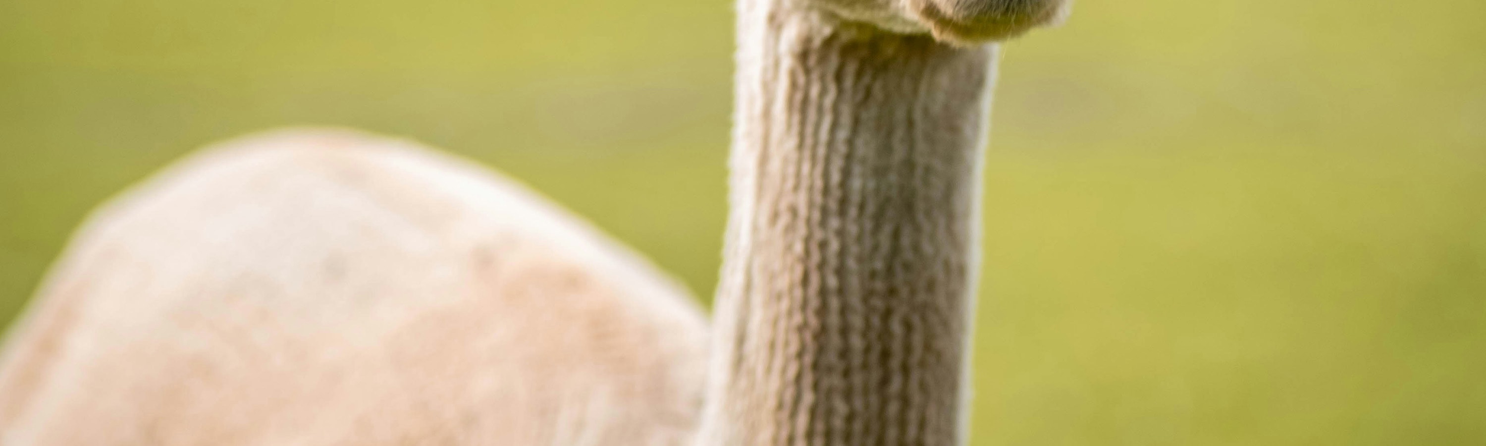 草泥馬和孩子們在一起的畫面真是太可愛了