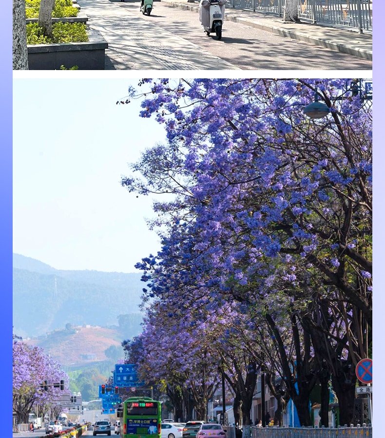 雲南昆明藍花楹與蒼洱瀘沽｜7天6晚2~7人小團（昆明+藍花楹+大理洱海+瀘沽湖+瀑布溫泉+西昌藍花楹+元謀土林）