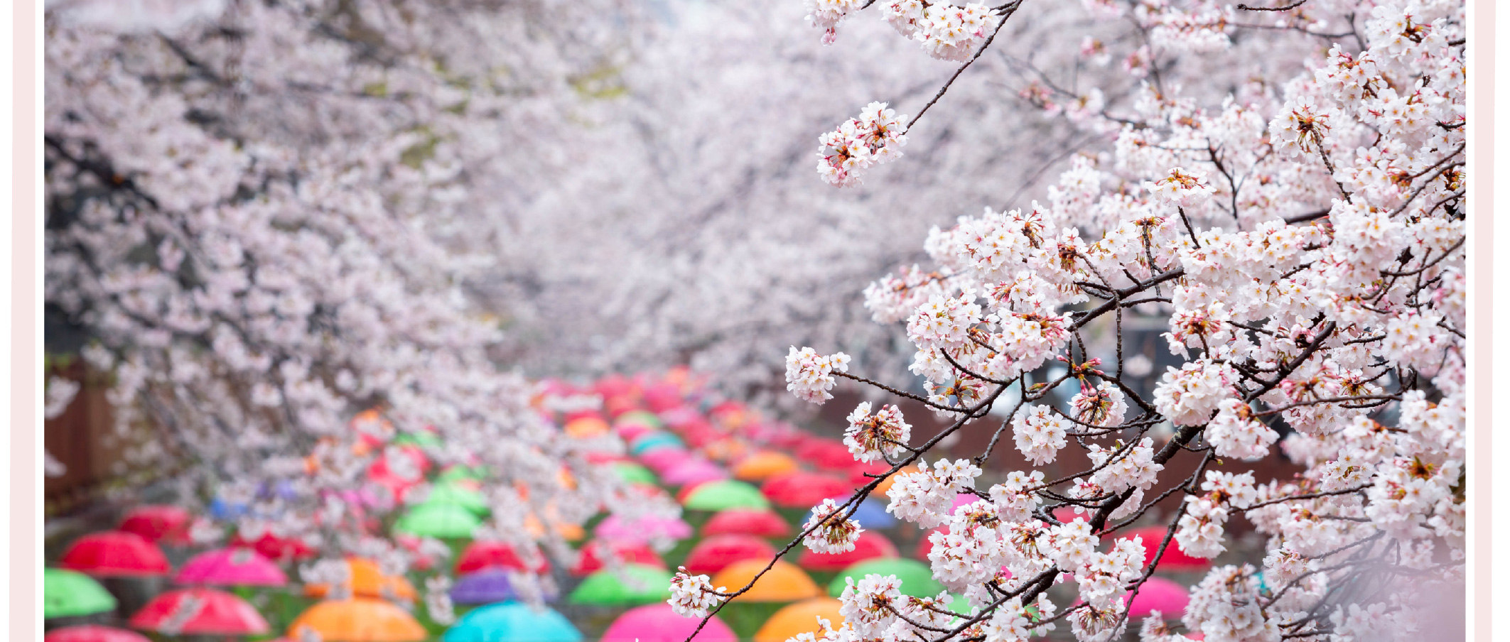 鎮海櫻花節一日遊（首爾和釜山出發）