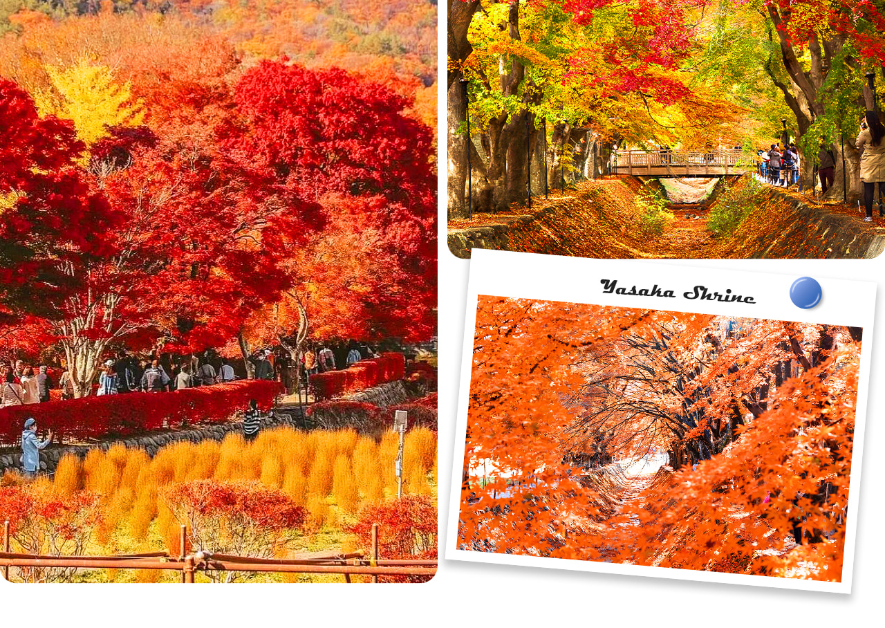 河口湖楓葉迴廊以富士山為背景，漫天紅葉鋪就夢幻秋景，是觀賞富士秋色的絕佳地點。