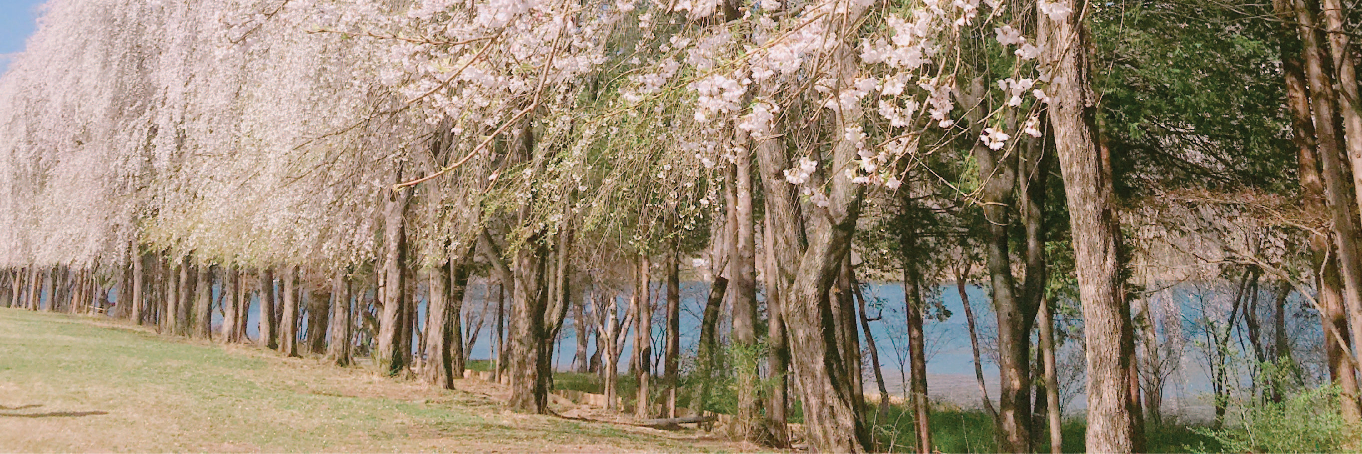 Nami Island & Happy Panorama Field & Morning Calm & Railbike