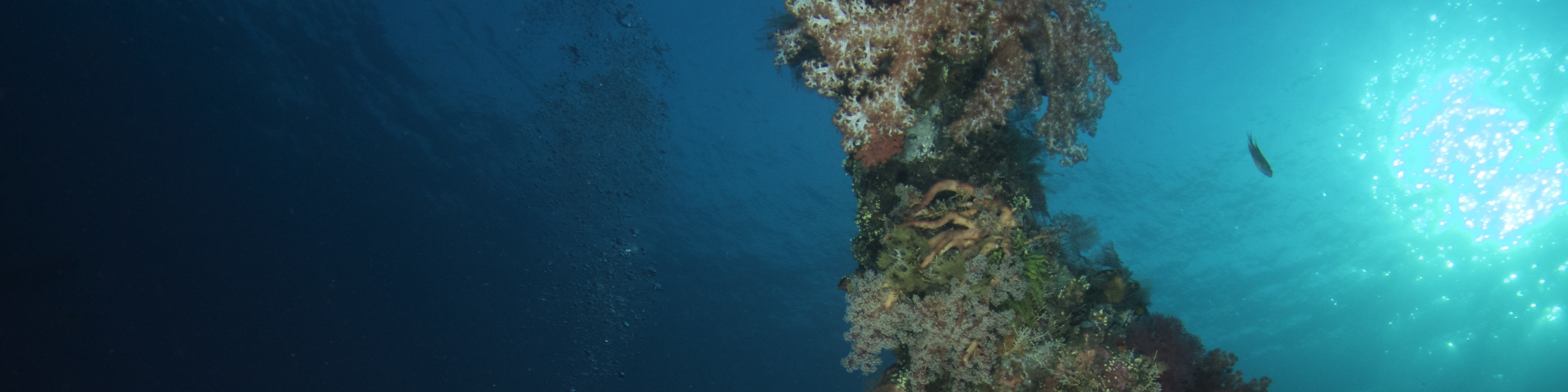 在 USAT Liberty Wreck 進行 2 次潛水，沉浸在圖蘭本迷人的深處，歷史與生機勃勃的海洋生物在這裡相遇