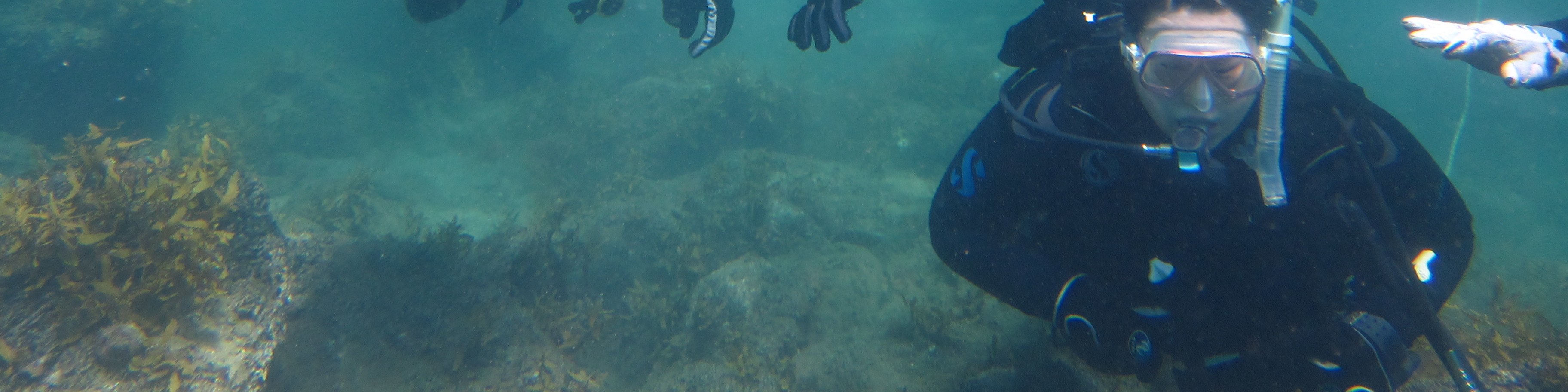 探索大阪海底：PADI 5* 中心的 3 天開放水域潛水員