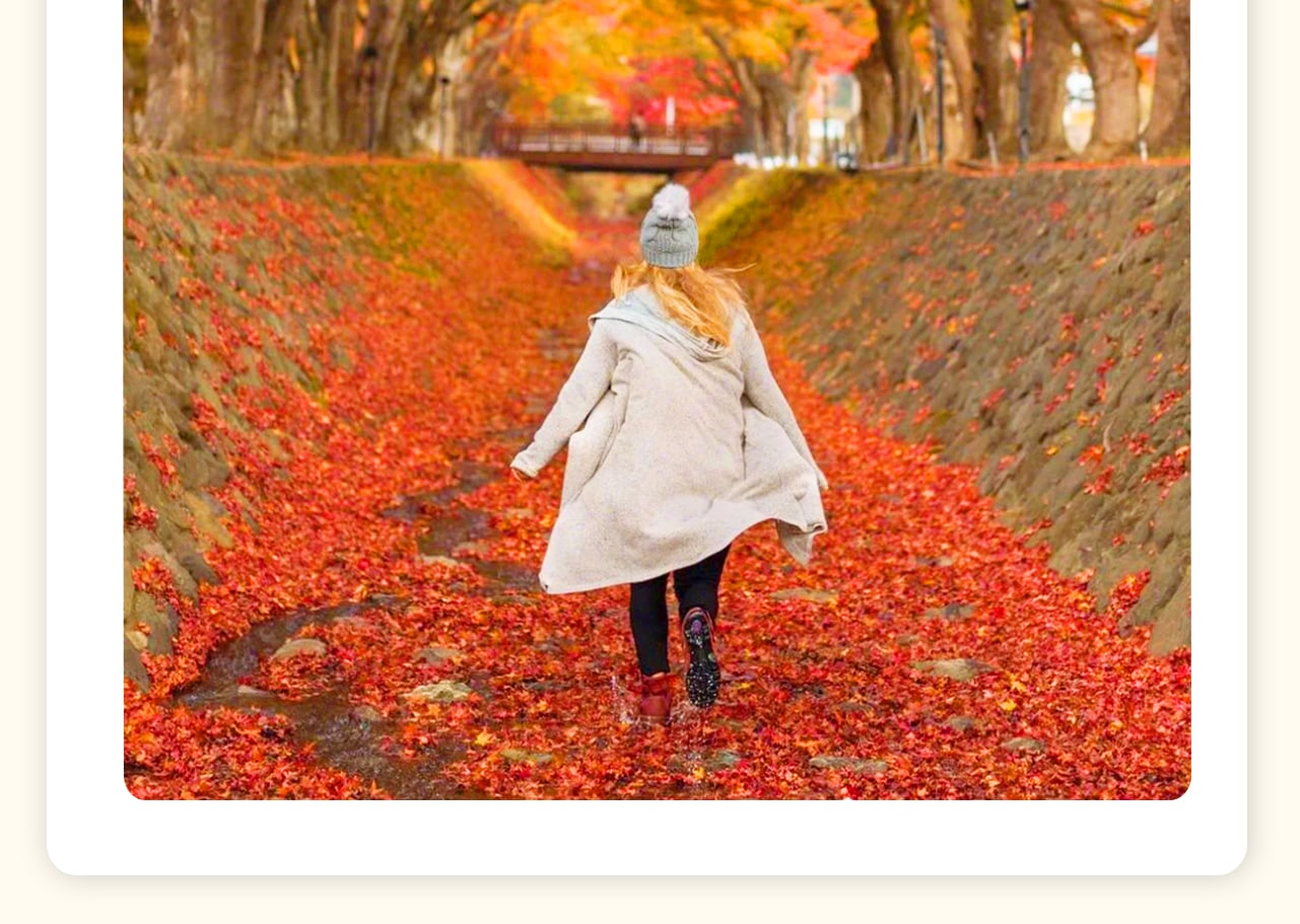 楓葉季節限定：河口湖楓葉迴廊，冠雪的富士與火紅的楓葉互相輝映的景象，是您不容錯過的景色。一年一次的難得盛會，正等著您的參與及到訪。富士河口湖畔，被紅楓裝點得色彩繽紛，瑰麗的金秋景致讓人迷醉。