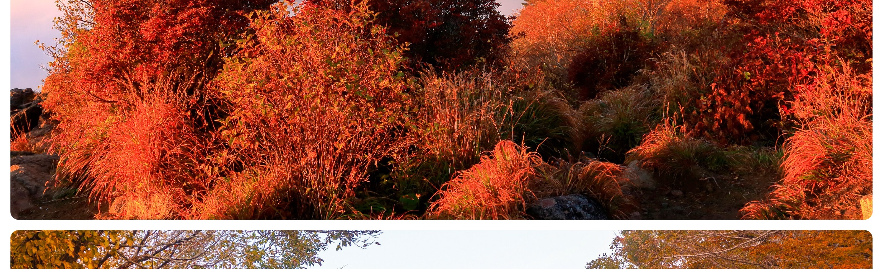 智異山紅葉一日遊（釜山出發）