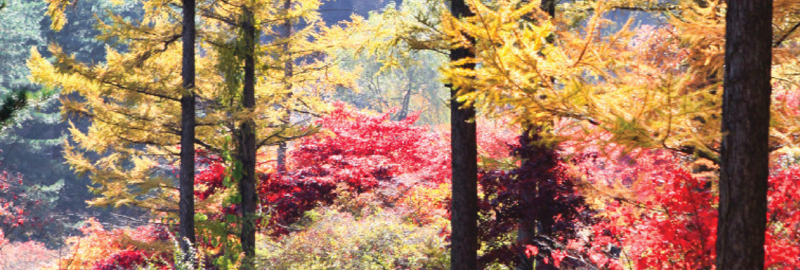 南怡島 (Nami Island) & 伊甸園冰雪世界 (Eobi Ice Valley) & 全景場 (Panorama Field) &  晨靜樹木園 (Morning Calm) 旅遊