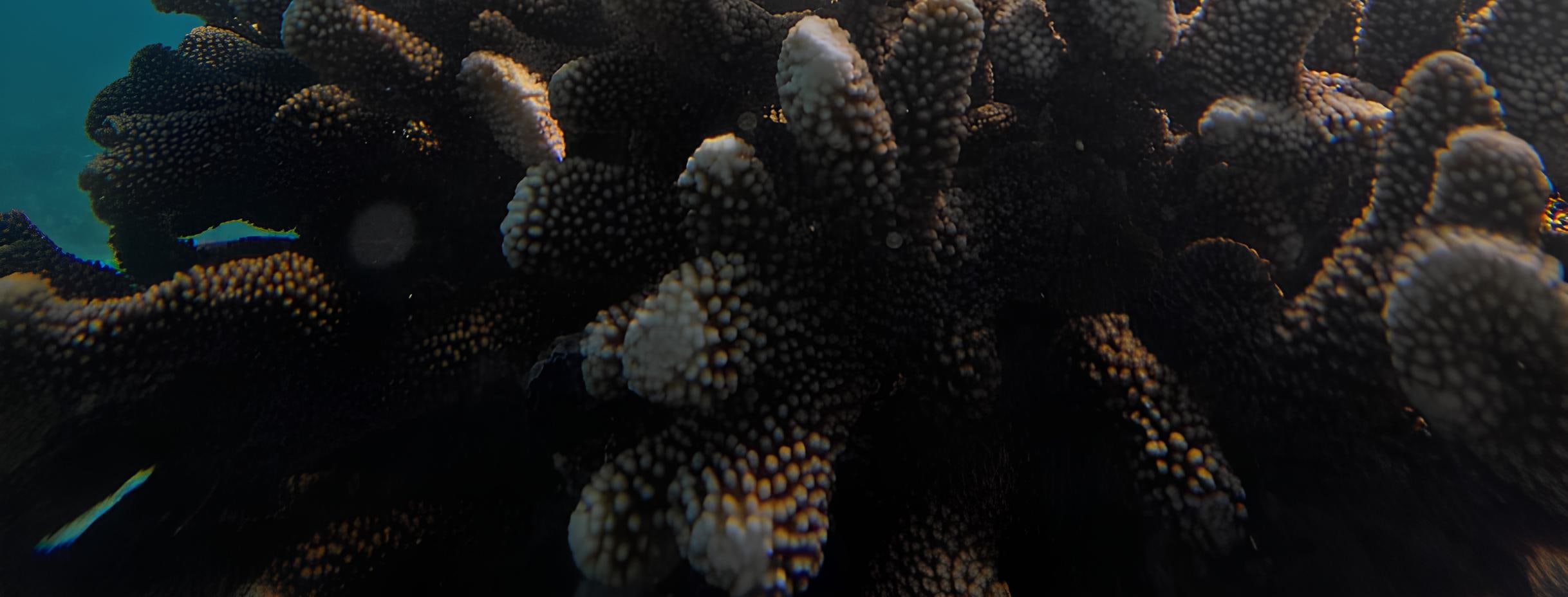 Colorful coral paradise beneath the waves