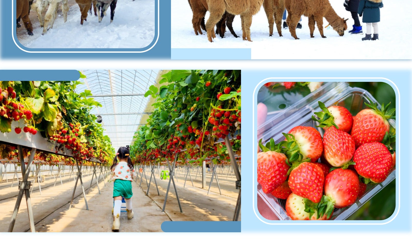 韓國冬季必訪人氣景點！漫步並拍下著名的小王子般南怡島，享受大自然的美景。到Alpaca World與可愛的羊駝親密互動，適合所有年齡層！一天之內盡享韓國冬季樂趣與春日魅力。一天之内体验韩国最棒的冬季乐趣和春季魅力